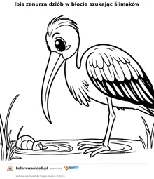 Ibis zanurza dziób w błocie szukając ślimaków — kolorowanka do wydruku dla dzieci