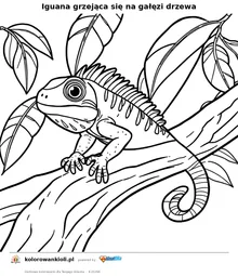 Iguana grzejąca się na gałęzi drzewa — kolorowanka do wydruku dla dzieci
