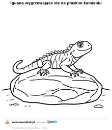 Iguana wygrzewająca się na płaskim kamieniu — kolorowanka do wydruku dla dzieci