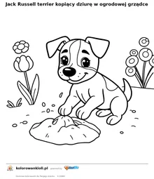 Jack Russell terrier kopiący dziurę w ogrodowej grządce — kolorowanka do wydruku dla dzieci