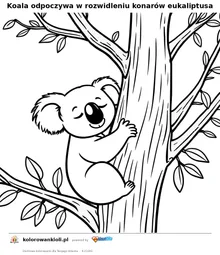 Koala odpoczywa w rozwidleniu konarów eukaliptusa — kolorowanka do wydruku dla dzieci