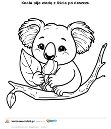 Koala pije wodę z liścia po deszczu — kolorowanka do wydruku dla dzieci