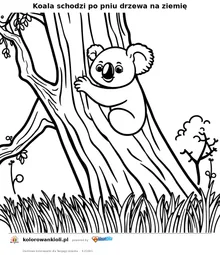 Koala schodzi po pniu drzewa na ziemię — kolorowanka do wydruku dla dzieci