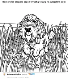 Komondor biegnie przez wysoką trawę na wiejskim polu — kolorowanka do wydruku dla dzieci