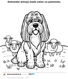 Komondor pilnuje stada owiec na pastwisku — kolorowanka do wydruku dla dzieci