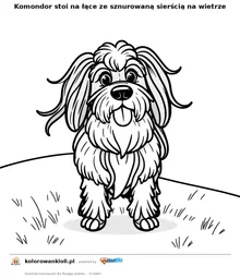 Komondor stoi na łące ze sznurowaną sierścią na wietrze — kolorowanka do wydruku dla dzieci