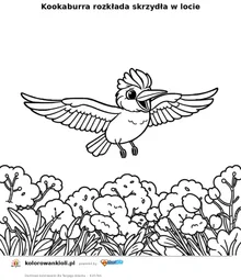 Kookaburra rozkłada skrzydła w locie — kolorowanka do wydruku dla dzieci