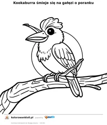 Kookaburra śmieje się na gałęzi o poranku — kolorowanka do wydruku dla dzieci