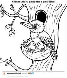 Kookaburra w gnieździe z pisklętami — kolorowanka do wydruku dla dzieci