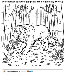 Leonberger spacerujący przez las i wąchający ściółkę — kolorowanka do wydruku dla dzieci