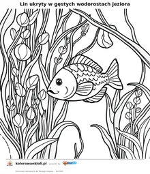 Lin ukryty w gęstych wodorostach jeziora — kolorowanka do wydruku dla dzieci