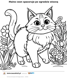 Maine coon spaceruje po ogrodzie wiosną — kolorowanka do wydruku dla dzieci