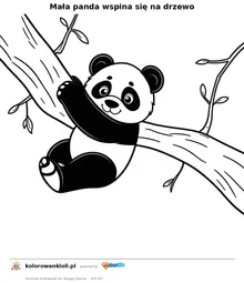 Mała panda wspina się na drzewo — kolorowanka do wydruku dla dzieci