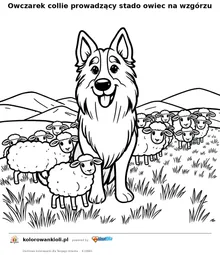 Owczarek collie prowadzący stado owiec na wzgórzu — kolorowanka do wydruku dla dzieci