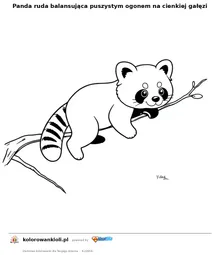 Panda ruda balansująca puszystym ogonem na cienkiej gałęzi — kolorowanka do wydruku dla dzieci