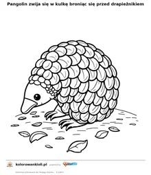 Pangolin zwija się w kulkę broniąc się przed drapieżnikiem — kolorowanka do wydruku dla dzieci