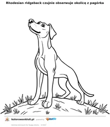 Rhodesian ridgeback czujnie obserwuje okolicę z pagórka — kolorowanka do wydruku dla dzieci