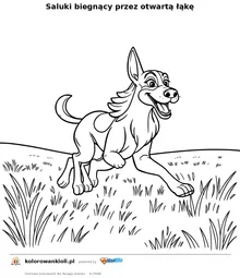 Saluki biegnący przez otwartą łąkę — kolorowanka do wydruku dla dzieci