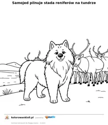 Samojed pilnuje stada reniferów na tundrze — kolorowanka do wydruku dla dzieci