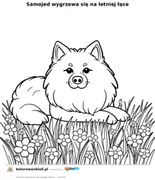 Samojed wygrzewa się na letniej łące — kolorowanka do wydruku dla dzieci
