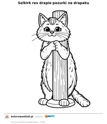 Selkirk rex drapie pazurki na drapaku — kolorowanka do wydruku dla dzieci
