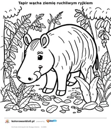 Tapir wącha ziemię ruchliwym ryjkiem — kolorowanka do wydruku dla dzieci