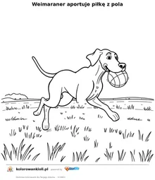 Weimaraner aportuje piłkę z pola — kolorowanka do wydruku dla dzieci
