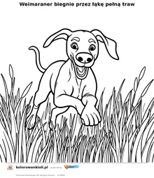 Weimaraner biegnie przez łąkę pełną traw — kolorowanka do wydruku dla dzieci