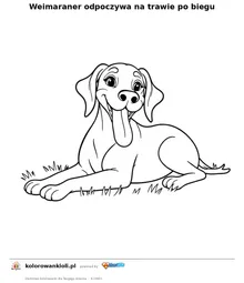 Weimaraner odpoczywa na trawie po biegu — kolorowanka do wydruku dla dzieci