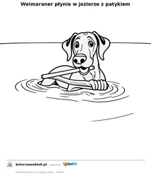 Weimaraner płynie w jeziorze z patykiem — kolorowanka do wydruku dla dzieci