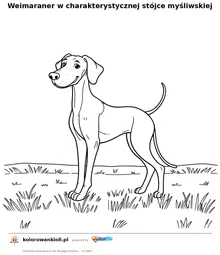 Weimaraner w charakterystycznej stójce myśliwskiej — kolorowanka do wydruku dla dzieci
