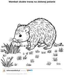 Wombat skubie trawę na zielonej polanie — kolorowanka do wydruku dla dzieci