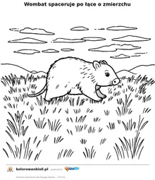 Wombat spaceruje po łące o zmierzchu — kolorowanka do wydruku dla dzieci
