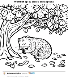 Wombat śpi w cieniu eukaliptusa — kolorowanka do wydruku dla dzieci
