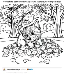 Yorkshire terrier bawiący się w stercie jesiennych liści — kolorowanka do wydruku dla dzieci
