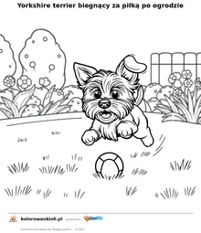 Yorkshire terrier biegnący za piłką po ogrodzie — kolorowanka do wydruku dla dzieci