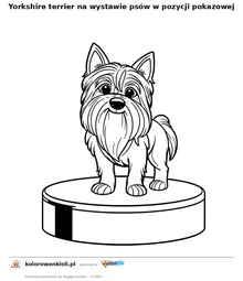 Yorkshire terrier na wystawie psów w pozycji pokazowej — kolorowanka do wydruku dla dzieci