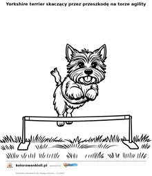 Yorkshire terrier skaczący przez przeszkodę na torze agility — kolorowanka do wydruku dla dzieci
