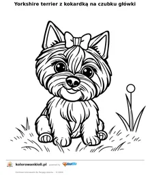 Yorkshire terrier z kokardką na czubku główki — kolorowanka do wydruku dla dzieci
