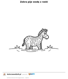Zebra pije wodę z rzeki — kolorowanka do wydruku dla dzieci