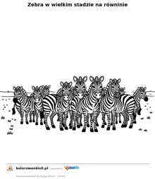 Zebra w wielkim stadzie na równinie — kolorowanka do wydruku dla dzieci