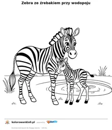 Zebra ze źrebakiem przy wodopoju — kolorowanka do wydruku dla dzieci